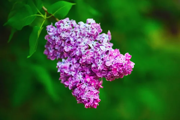 Virágzó lila ág — Stock Fotó