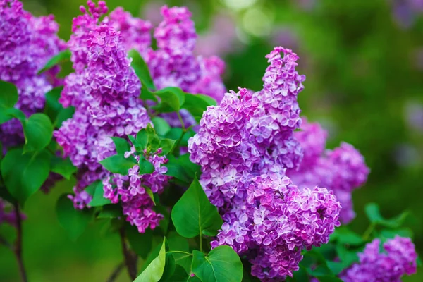 Floraciones de lila púrpura —  Fotos de Stock