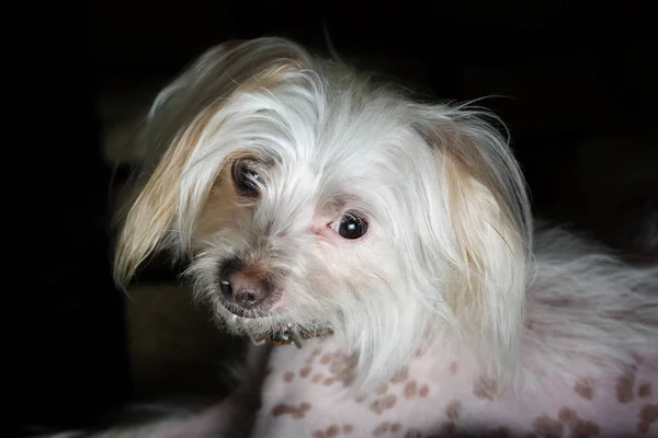 中国語の紋付き犬の肖像画 — ストック写真