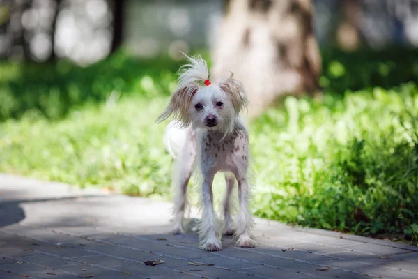 Perro de cresta chino al aire libre — Foto de Stock