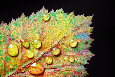 Renkli yaprak, su damlaları