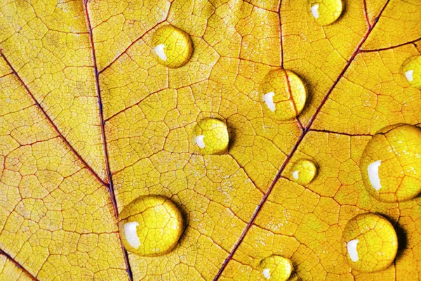 Geel blad, waterdruppels — Stockfoto
