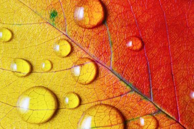 Yaprak, su damlacıkları