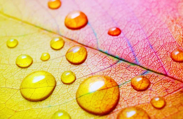 Leaf with water droplets — Stock Photo, Image