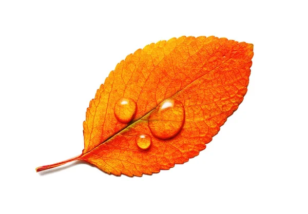 Апельсиновый лист, капли воды Стоковая Картинка
