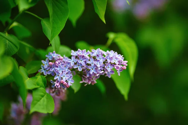 Spring lilac flowers. Lilac blooms and green leaves. Shallow depth of field. Selective focus.