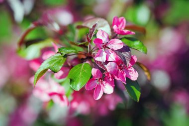 Bahçede yeşil yapraklı bahar pembe çiçekleri çiçek açar. Yüzeyin derinliği. Seçici odak.