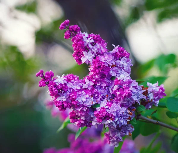 Ramo Viola Lilla Giardino Fiori Lilla Primaverili Foglie Verdi Focus — Foto Stock