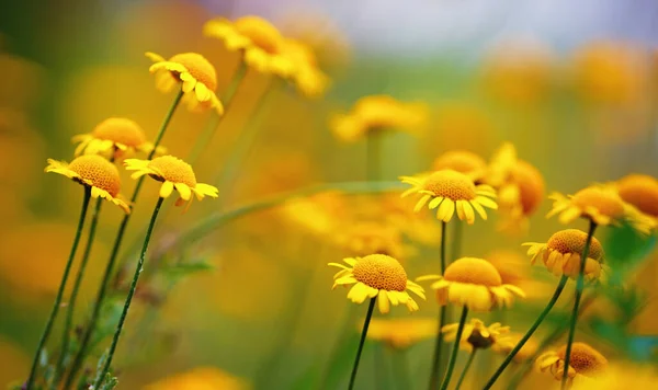 Yellow Camomile Flowers Beautiful Meadow Flowers Shallow Depth Field Selective — Stock Photo, Image