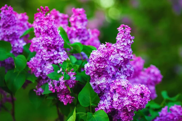 Flores Lila Púrpura Con Hojas Verdes Profundidad Campo Superficial Enfoque —  Fotos de Stock