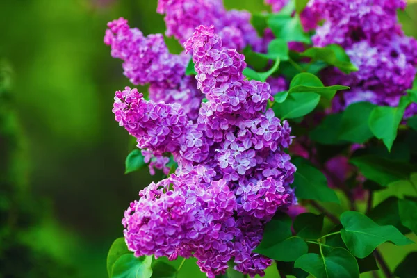 Lente Lila Bloemen Lilac Bloeit Tuin Selectieve Focus — Stockfoto