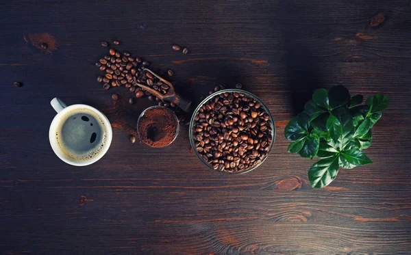 Foto Café Ingredientes Taza Café Granos Café Plantas Polvo Molido — Foto de Stock