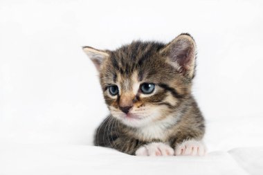 Tekir kedinin yakın plan resmi beyaz sayfa arkaplanda yatıyor.