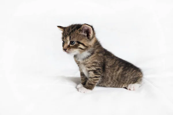 Tabby Kätzchen Katze Sitzt Auf Weißem Laken Hintergrund — Stockfoto