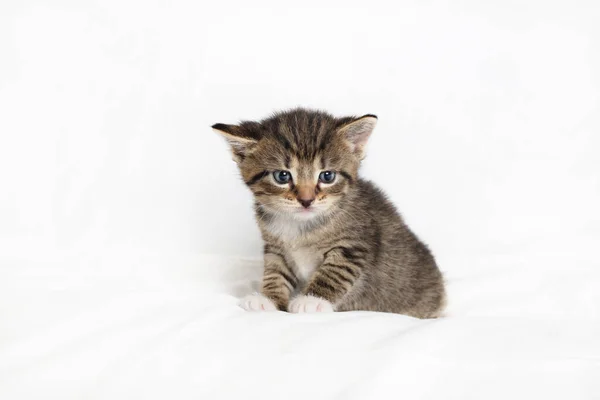 Malý Tabby Kotě Kočka Sedí Bílém Prostěradle Pozadí — Stock fotografie