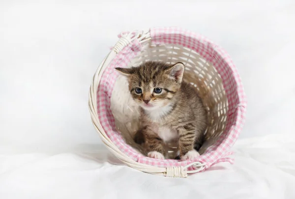 Nettes Kätzchen Sitzt Einem Weidenkorb Auf Weißem Leinenhintergrund — Stockfoto