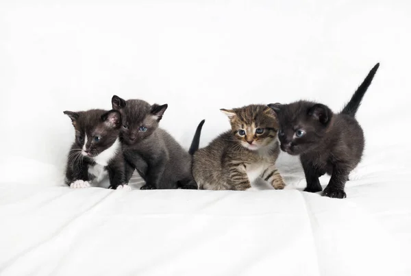 Négy Aranyos Cica Fehér Lap Háttér — Stock Fotó
