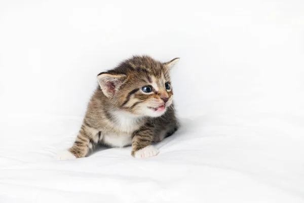 Klein Schattig Tabby Kitten Witte Vel Achtergrond — Stockfoto