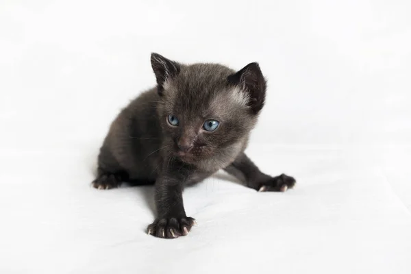 Kleine Schwarze Kätzchen Auf Weißem Leinenhintergrund — Stockfoto