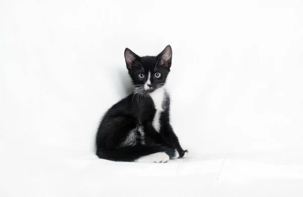 Gato Manchado Blanco Negro Sentado Una Sábana Blanca — Foto de Stock