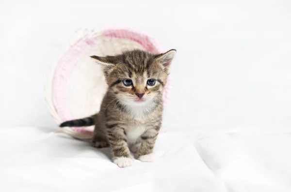 Kleine Süße Kätzchen Weidenkorb Auf Verschwommenem Hintergrund — Stockfoto