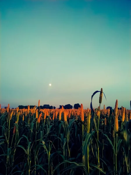 Der Mond Erscheint Himmel Mit Blumen Auf Den Hirseohren — Stockfoto