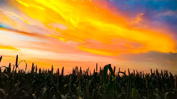 Céu Dramático Durante Pôr Sol Amarelo Com Campo Escuro — Fotografia de Stock