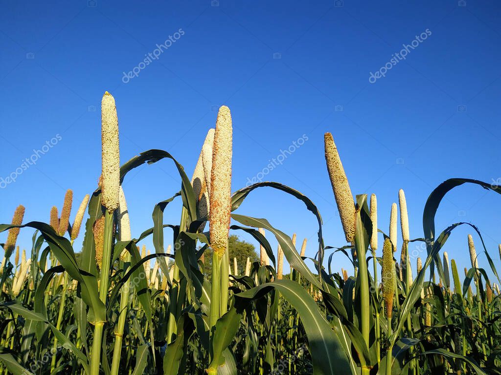 Pearl Millet Field en Rajastán, India. La cosecha se conoce como Bajra