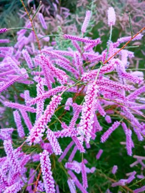 Bahçede çiçek açan Tamarix ramosissima pembe çiçekler, Rajasthan İndi