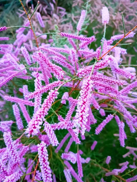 Fioritura Tamarix Ramosissima Fiori Rosa Giardino Rajasthan Indi — Foto Stock