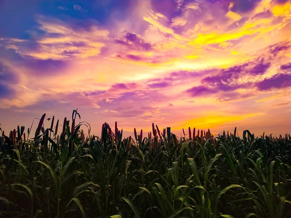 Landschaft Des Sonnenuntergangs Des Sommerfeldes Mit Hirsepflanzen Der Abenddämmerung Unter — Stockfoto