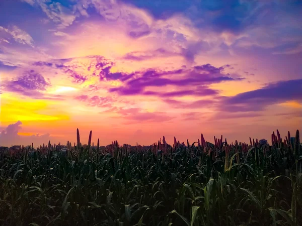 Ein Feld Mit Hirse Auf Den Pflanzen Unter Einem Dramatischen — Stockfoto