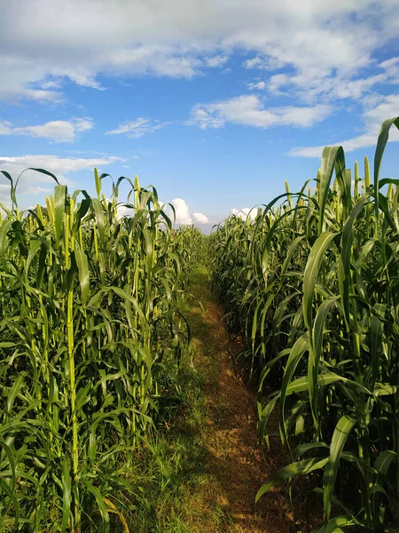 Pearl Millet Plants Field Rajasthan India Crop Known Bajra India — Stock Photo, Image