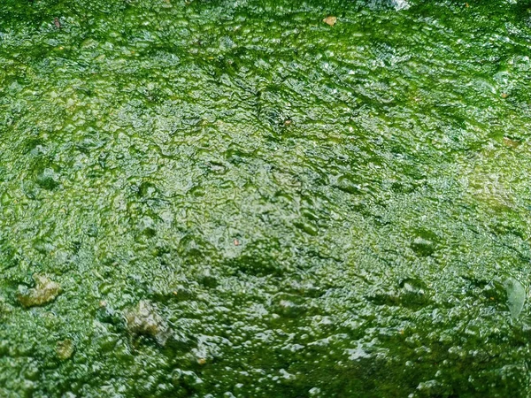 緑色のウルヴァ エンテロモルマ 腸管が防波堤のコンクリート階段に覆われています — ストック写真