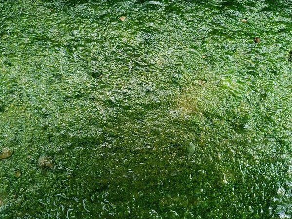 Dalgakıranın beton merdiveni üzerinde yeşil Ulva (Enteromorpha) bağırsak kapağı (fotoğraf) )