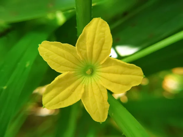 Foco Seletivo Pepino Flor Amarelo Dia Ensolarado — Fotografia de Stock