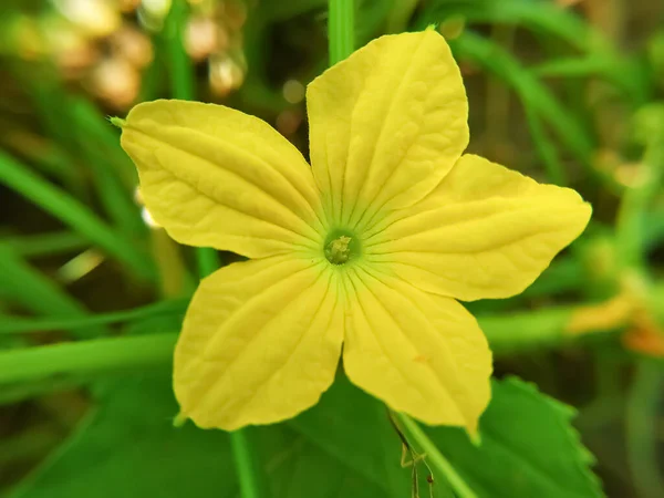 Ένα Όμορφο Λουλούδι Αγγούρι Πράσινο Φόντο Λουλούδι Και Φύλλα Αγγούρι — Φωτογραφία Αρχείου
