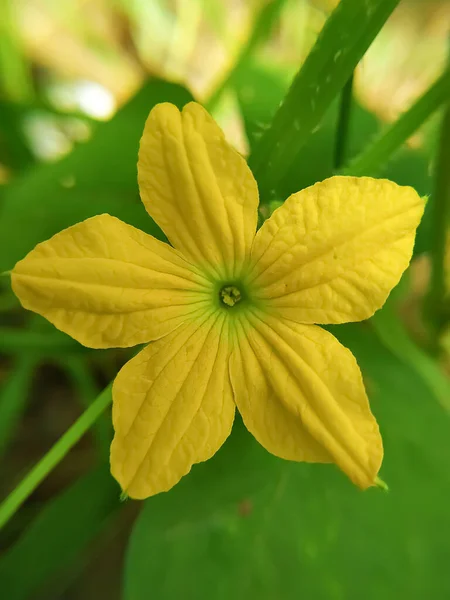 Belo Pepino Amarelo Flower Rajasthan Índia — Fotografia de Stock