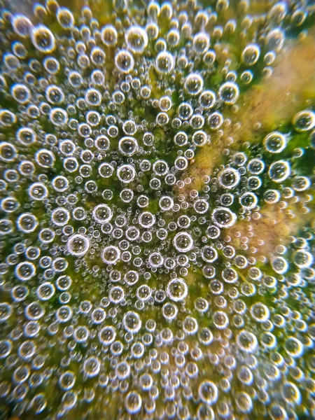 Toprağı yağmur suyundaki küçük kabarcıklarla doldur.