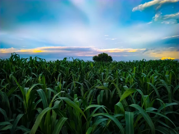 Hirsepflanzen Feld Unter Blauem Himmel Mit Gelber Wolke — Stockfoto