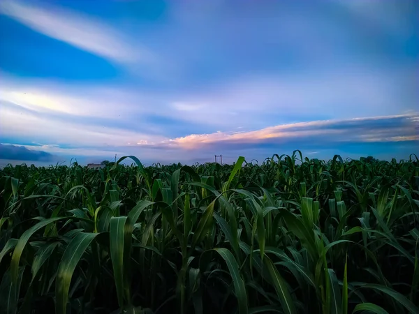 Maisfeld Unter Blauem Himmel Mit Wolken — Stockfoto