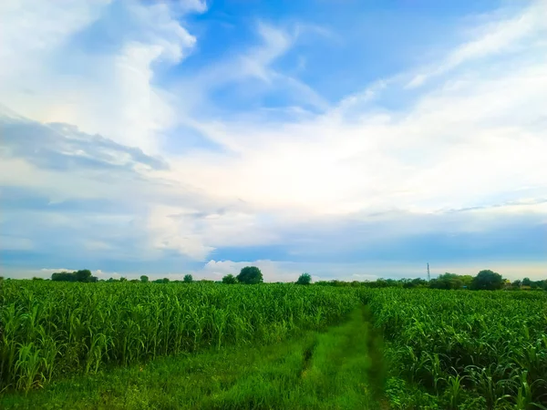 Champ Vert Ciel Bleu Avec Des Nuages Blancs — Photo