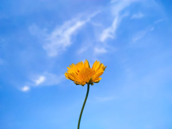 Girassol Deserto Amarelo Bonito Fundo Céu Azul — Fotografia de Stock