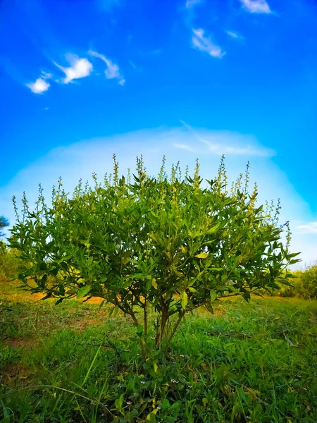 Croton Bonplandianum Απαγόρευση Tulsi Φυτό Πράσινο Γρασίδι Ενάντια Στον Γαλάζιο — Φωτογραφία Αρχείου