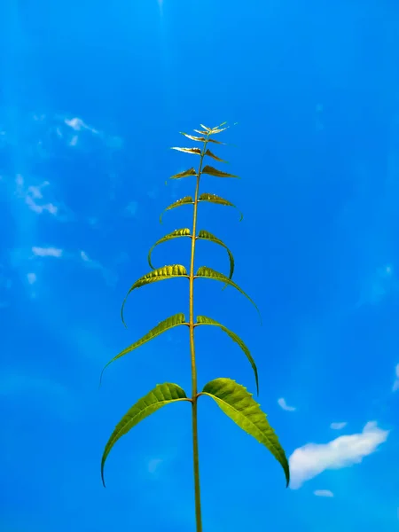 Neem Φύλλα Στο Φόντο Του Γαλάζιου Ουρανού — Φωτογραφία Αρχείου