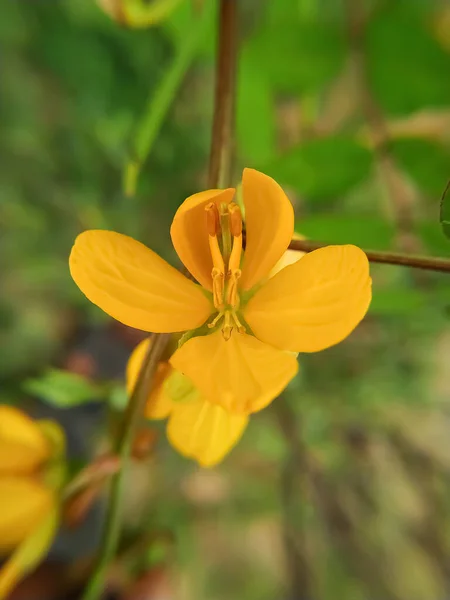 Dies Ist Eine Schöne Senna Baumblume — Stockfoto