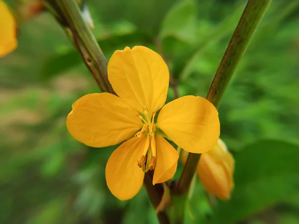 Schöne Blume Des Blühenden Senna — Stockfoto