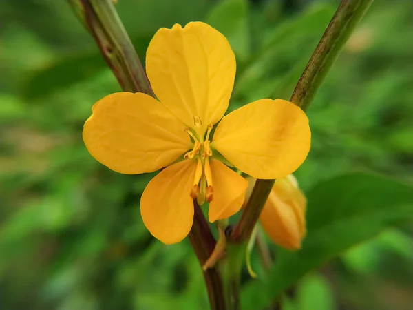 Schöne Blume Des Blühenden Senna — Stockfoto