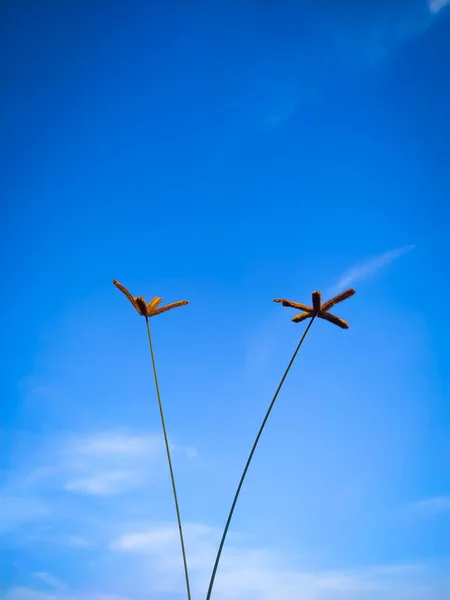 青空を背景に大きな草の2つの花 — ストック写真