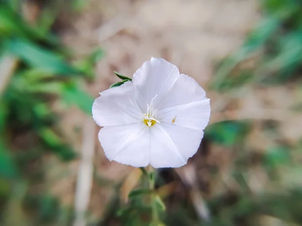 Όμορφο Ασημοθάμνο Λευκό Λουλούδι Στο Γήπεδο — Φωτογραφία Αρχείου